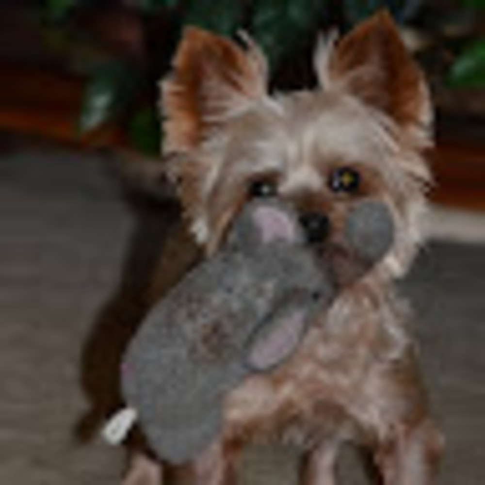 Meet your Posher, Bacbagoge